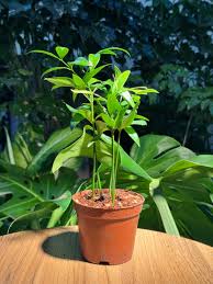 Image result for Nageia nagi