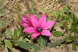 Image result for Babiana bainesii