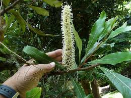 This tree only exists in the tropical rainforests of northern queensland, where under favourable conditions it can reach a height of 25m. Grevillea Hilliana White Silky Oak