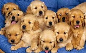 A Los Cuantos Dias Abren Los Ojos Los Perros