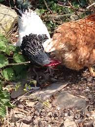 A cockerel is a young rooster who is less than one year of age. Rooster Pecking Hens Bum Backyard Chickens Learn How To Raise Chickens