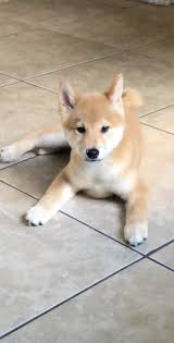 shelby the 3 month old shiba shibainu shibainupuppies cute dogs shiba inu shiba inu puppy