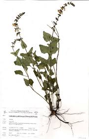 Image result for Orthosiphon thymiflorus