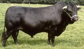 Just fill in the get email alerts form below. Breeds Drakensberger The Cattle Site