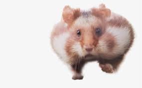 Fat rat being grabbed refers to a photograph of a large white rat being held by its neck. Hamster Clipart Smiley Emoji Hamster Png Image Transparent Png Free Download On Seekpng