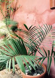 Image result for Chamaedorea radicalis