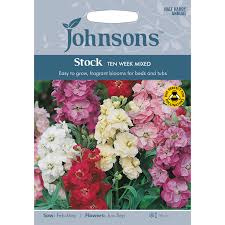 Easy to grow flowers from seeds uk. Pack Of Ten Week Mixed Stock Flower Seeds