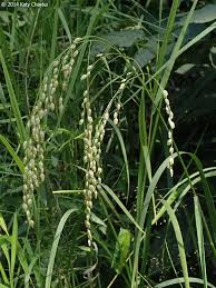 Image result for Glyceria