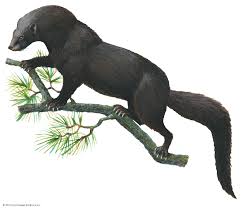 How big do fisher cats get? Fisher Diet Habitat Facts Britannica