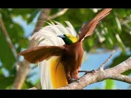 Lesser Bird Of Paradise Images Videos Rare Glimpses Of Amazing Birds Of Paradise Courtship Rituals Birds Of Paradise Greater Bird Of Paradise Weird Birds