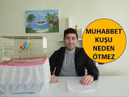 Muhabbet Kusu Neden Otmez Youtube