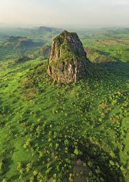 Image result for Aster milanjianus