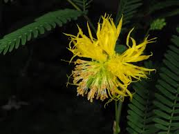 Image result for Neptunia oleracea