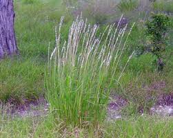 Image result for Bothriochloa
