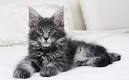 Maine Ideal | Cats & Kittens for Sale - Gumtree