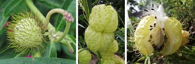 Which trees produce spiked round balls? Balloon Plant Gomphocarpus Physocarpus Wisconsin Horticulture