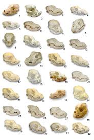 bone identification 31 domestic dog skulls along with a