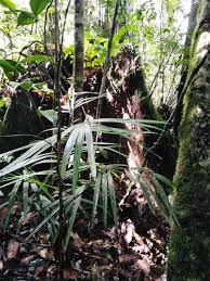 Semak samun in a sentence and translation of semak samun in english dictionary with audio pronunciation by dictionarist.com. Wikiloc Itineraire Gunung Kolam Berengga 12rm