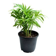 The best bamboo plant, palm tree and olive tree nursery serving northern california, sonoma county, and the bay area. Bamboo Palm Buy Online Trivandrum Gardentech