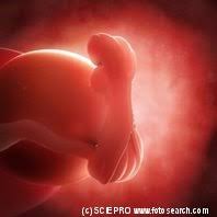 Only 3 months left to go! Fetal Development