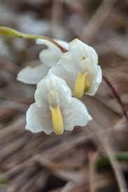 Image result for Bulbophyllum intertextum