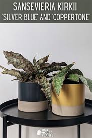 Image result for Sansevieria kirkii