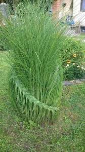 Consider Braiding Your Ornamental Grass Looks Amazing Small Yard Landscaping Plants Yard Landscaping