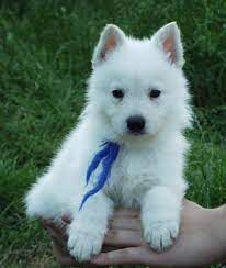 White german shepherds have a controversial history. Surefire Shepherds Recommended Links