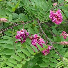 Image result for Margaretta rosea