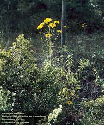 Image result for Helianthus angustifolius