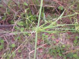 Image result for Cyperus tenuispica