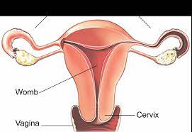 Laparoscopic Oophorectomy | Healthdirect