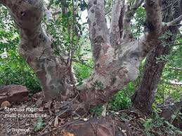 Image result for Sterculia rogersii