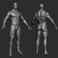 Human muscle group and body anatomy. Artstation Muscular Male Anatomy Jose Soto