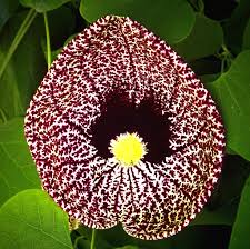 Image result for Aristolochia littoralis