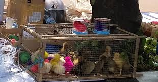 Cara menggambar ayam cara mewarnai ayam untuk anak paud tk sd. Anatoemon Anak Ayam Warna Warni