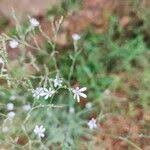 Image result for Lactuca inermis