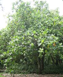 Image result for Artocarpus