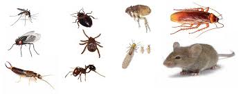Nevada county is ranked 218th of the 3143 counties for property taxes as a percentage of median income. Termites Blog California Termite Control Topics