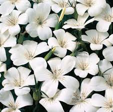 Image result for Agrostemma