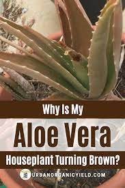 How To Fix A Browning Aloe Vera Plant Aloe Vera Plant Aloe Plant Plant Leaves Turning Brown
