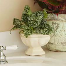 Each air plant ranges from 2 to 3.5 inches in size. 10 Best Low Light Houseplants Costa Farms