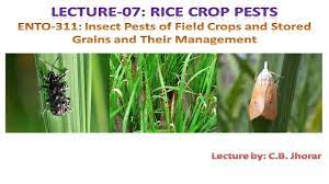 Pest insects may cause problems by damaging crops and food production, parasitising livestock, or being a nuisance and health hazard to humans. Ento 311 Lecture 7 Rice Crop Pests Youtube