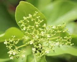 Image result for Premna serratifolia