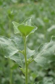 Image result for Atriplex