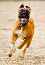 Is A Boxer Dog Right For You Pet Health Careis A Boxer Dog Right For You