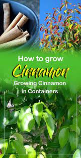 Growing Cinnamon In Containers How To Grow Cinnamon Plant Grow Turmeric Growing Tea Growing Oregano