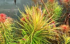 Image result for Pogostemon aquaticus