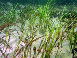Image result for Zostera capensis
