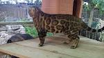 Male Bengal Cats breeding to produce top quality bengal ...
